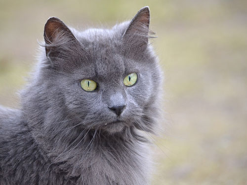 Photo chat gris pour gravure sur bois